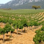 Private Tour - Arrábida & Azeitão Wine Region - Starting the Day in Serra da Arrábida