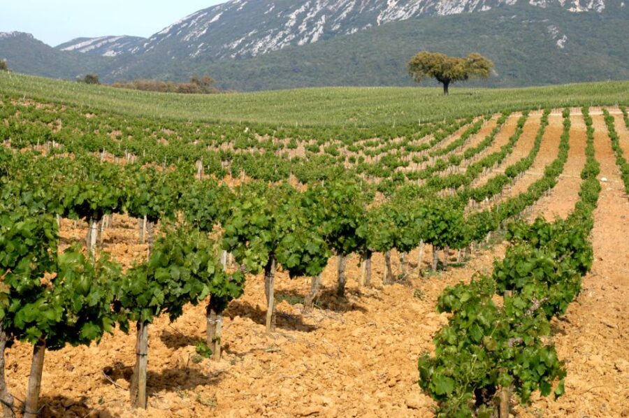Private Tour - Arrábida & Azeitão Wine Region - Starting the Day in Serra da Arrábida