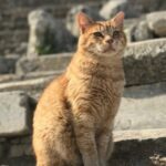 Private Tour : Best Seller Ephesus Private Tour From Cruise Port - Starting Point: Pickup at Kusadasi Cruise Port