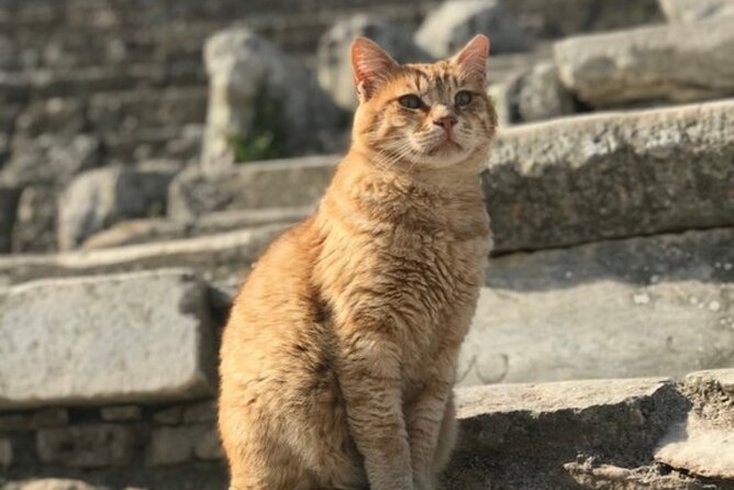 Private Tour : Best Seller Ephesus Private Tour From Cruise Port - Starting Point: Pickup at Kusadasi Cruise Port