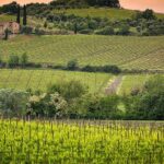 Private tour Brunello di Montalcino and Nobile di Montepulciano wine experience in Tuscany - Montalcino’s Historic Center and Brunello Wine