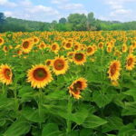 PRIVATE TOUR: Chianti Afternoon tour with visit to 2 wine farms - Hassle-Free Transportation in a Private Vehicle