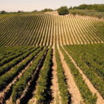 Private Tour: Chianti Winery, Montefioralle, and Greve in Chianti - Greve in Chianti: The Heart of the Chianti Classico