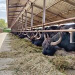 Private Tour from Sorrento/Positano to Paestum and Mozzarella tour - Visiting the UNESCO Heritage Site of Paestum