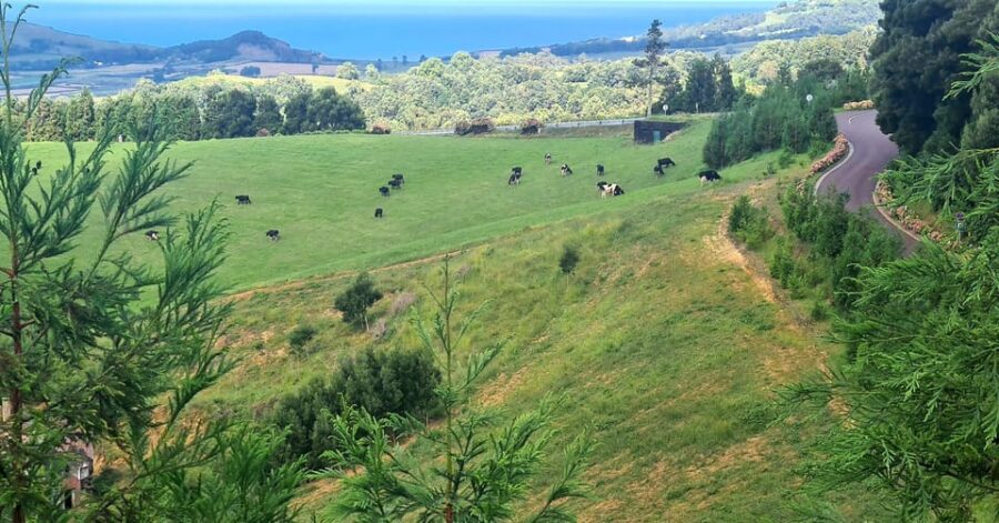 Private Tour Full Day Sete Cidades and Lagoa do Fogo - Meeting Point and Transportation in Ponta Delgada