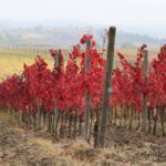 Private Tour: Guided Hike in Tuscany with Transport from Siena - Starting Point in Siena and Transportation Details