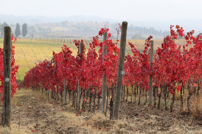 Private Tour: Guided Hike in Tuscany with Transport from Siena - Starting Point in Siena and Transportation Details