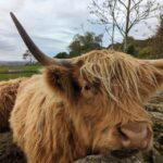 Private Tour of Loch Ness, Pitlochry, Glencoe and Highlands - Scenic Drive through the Heart of the Scottish Highlands