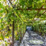 Private tour of Pompeii Ruins, Organic Wine tasting and Lunch - Vineyard Tour and Organic Wine Tasting at Bosco de Medici