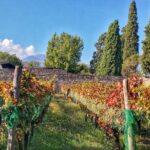 Private Tour: Pompeii & Wine Tasting at the Slopes of Mt Vesuvius - Pickup and Transportation from Naples and the Amalfi Coast