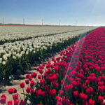 Private Tour, Tesla from Amsterdam: Keukenhof & Tulip Fields - The Comfort and Convenience of a Tesla SUV Pickup