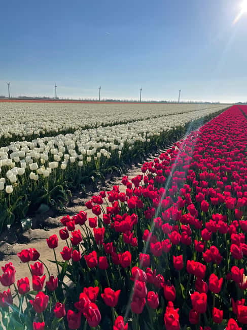 Private Tour, Tesla from Amsterdam: Keukenhof & Tulip Fields - The Comfort and Convenience of a Tesla SUV Pickup