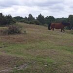 Private tour to Durdle Door, Corfe Castle, New Forest - From the Starting Point at Victoria Coach Station to Dorsets Hidden Gems