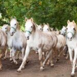 Private Tour to Slovenia from Trieste - Pickup and Transport: Comfort and Convenience in Trieste