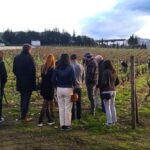 Private Tour to stunning Douro Valley and renowned wineries - Choose your stops: wineries, viewpoints, and optional boat rides