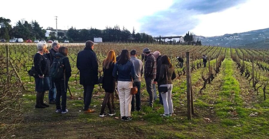 Private Tour to stunning Douro Valley and renowned wineries - Choose your stops: wineries, viewpoints, and optional boat rides