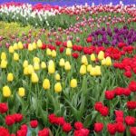 Private Tour to Tulips, Keukenhof, Windmills & Cheese Farm - Exploring Keukenhof, Europes Largest Flower Park