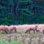 Private Tour Veluwe National Park and Kröller Müller Museum - Exploring Veluwe National Park by Bicycle