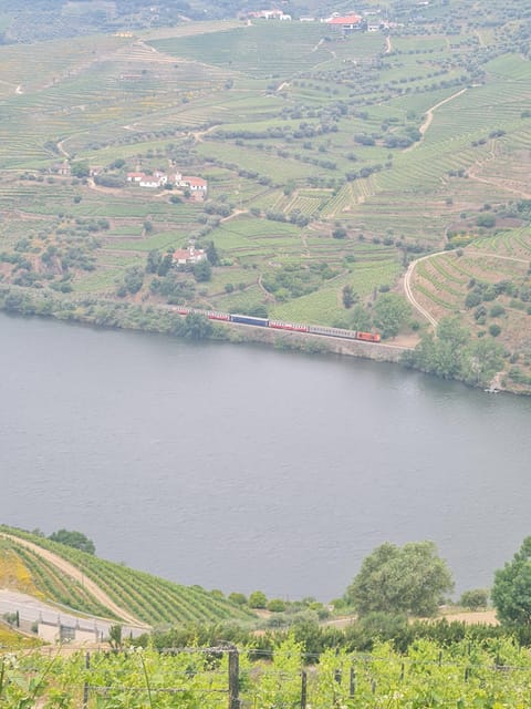 Private tours and transport amazing for you at DOURO Valley - Exploring the Douro Valley’s Breathtaking Vistas