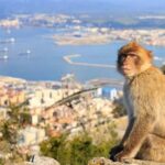 Private tours from Malaga to the Rock of Gibraltar up to 8 people - Exploring Gibraltar’s Natural Wonders and Historical Fortifications