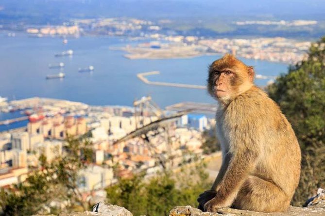 Private tours from Malaga to the Rock of Gibraltar up to 8 people - Exploring Gibraltar’s Natural Wonders and Historical Fortifications