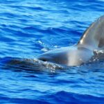 Private Yacht Excursion from Puerto Colon 3 hours - The Luxurious Vessel and Onboard Comforts