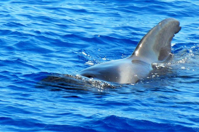 Private Yacht Excursion from Puerto Colon 3 hours - The Luxurious Vessel and Onboard Comforts