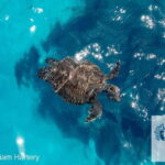 Protaras: Medusa Chill-Out Cruise to Blue Lagoon & Sea Caves - Starting from the Heart of Pernera in Cyprus