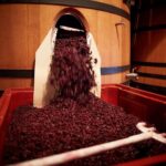 Provence Private Full Day Wine Tour with Wine Tasting - Discovering Les Arcs sur Argens and Its Vineyards