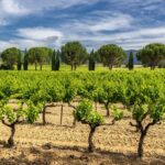 Provence Small Group Wine Full Day Tour in Chateauneuf du Pape vineyard from Aix - Exploring Chateauneuf du Pape: The Heart of the Tour