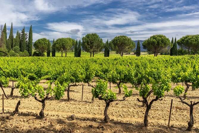 Provence Small Group Wine Full Day Tour in Chateauneuf du Pape vineyard from Aix - Exploring Chateauneuf du Pape: The Heart of the Tour