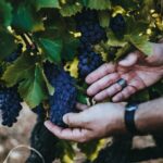 Provence Wine Tour - Private Day Tour from Antibes - Visiting the Hilltop Château Font du Broc for Breathtaking Views