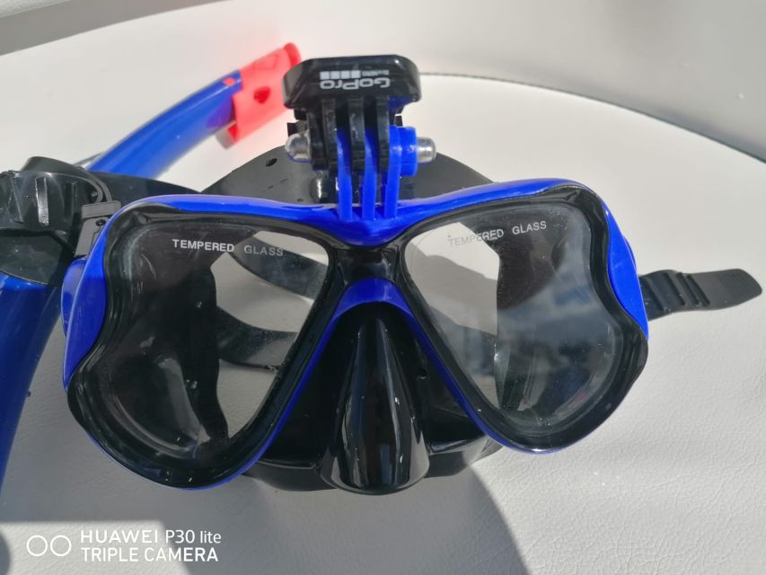 Puerto Colon: Dolphin and Whale Watching Speedboat Cruise - What the Speedboat Itself Offers