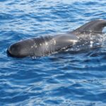 Puerto Colon : Whale & Dolphins Sailing Excursion - Departure from Puerto Colon at Pantalan Number 2