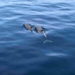 Puerto Rico de Gran Canaria: Premium Dolphin Catamaran Tour - Departing from Puerto Rico Base in Gran Canaria’s Sunny South