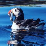 Puffin Express by RIB Speedboat from Reykjavík - The Speedboat Ride: Fast and Fun