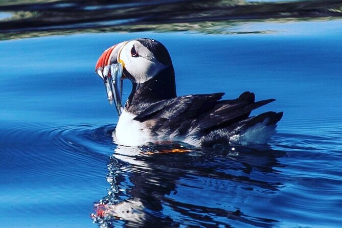 Puffin Express by RIB Speedboat from Reykjavík - The Speedboat Ride: Fast and Fun