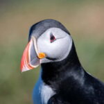 Puffin & Gufufoss Waterfall Tour from Seydisfjordur Port - Meeting Point and Transportation at Seydisfjordur