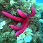 Pula: Bike Tour of Ancient Pula & Aquatic Adventures - Starting at the Iconic Pula Arena and Exploring the Historic Heart of the Town