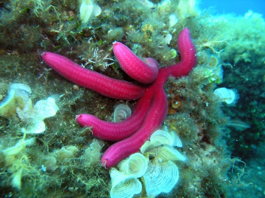 Pula: Bike Tour of Ancient Pula & Aquatic Adventures - Starting at the Iconic Pula Arena and Exploring the Historic Heart of the Town