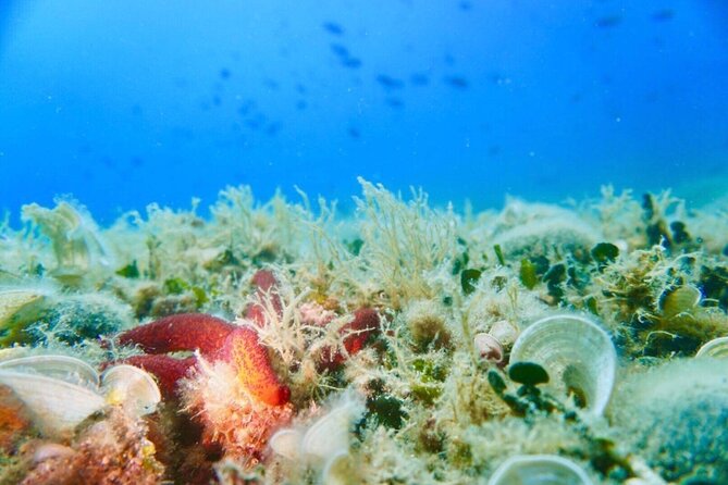 Pula Boat Trip with Snorkeling - Snorkeling at Fratarski Island and Beyond