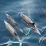 Pula: Brijuni National Park Sunset Cruise with Open Bar - Starting Point and Meeting Logistics in Pula