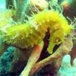 Pula Discover Scuba Diving for KIDS - The Role of the Certified Instructor