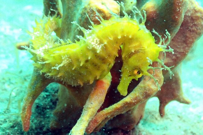 Pula Discover Scuba Diving for KIDS - The Role of the Certified Instructor