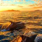 Pula: Dolphins Watching & Wildlife Cruise with all inclusive - Exploring Brijuni National Park by Boat