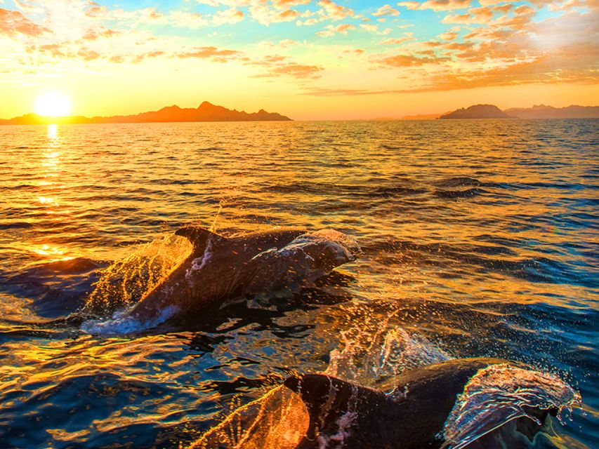 Pula: Dolphins Watching & Wildlife Cruise with all inclusive - Exploring Brijuni National Park by Boat