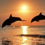 Pula: Dolphin&Sunset Cruise in Brijuni with Dinner&Drinks - Watching for Dolphins in Their Natural Environment