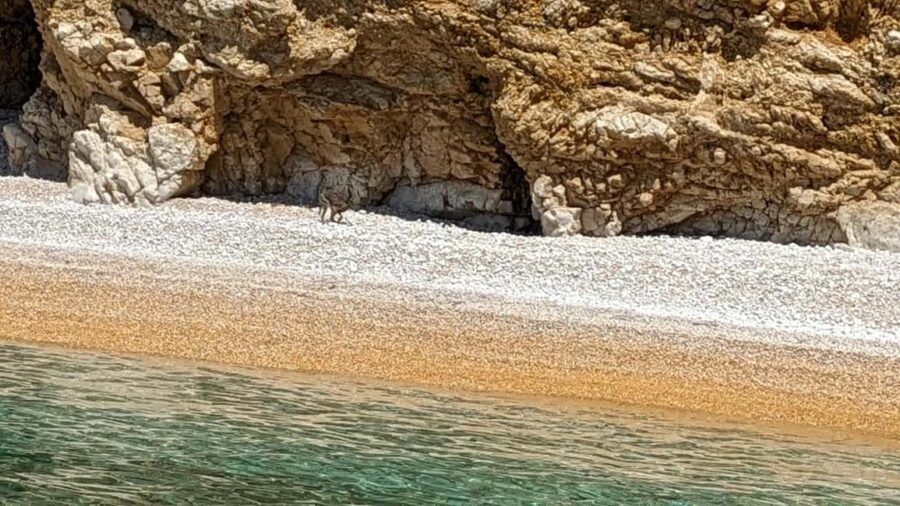 Punat-Public 3,5 h or 5 h trip to wild bays and Plavnik - Starting Point and How to Join the Trip