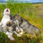 Puppy Training Experience at a Husky Farm in Tromso - Visit the Husky Farm in Tromsos Wilderness Center