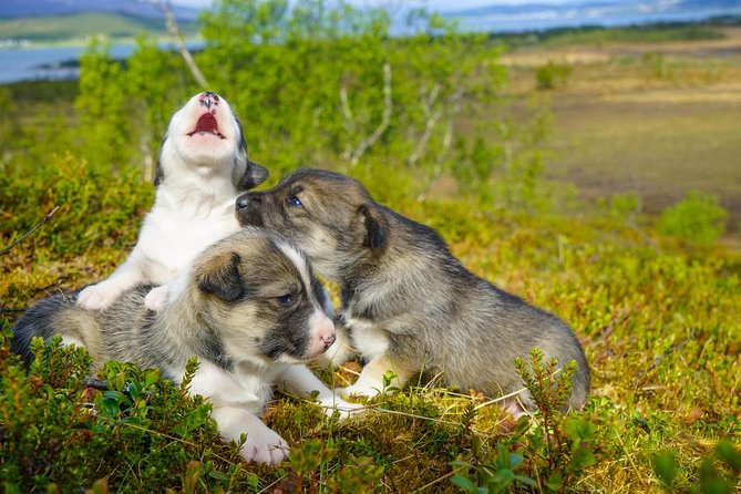 Puppy Training Experience at a Husky Farm in Tromso - Visit the Husky Farm in Tromsos Wilderness Center